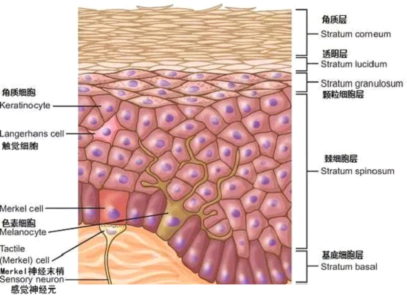 孚立美乳膏是如何淡化皮肤色素的？